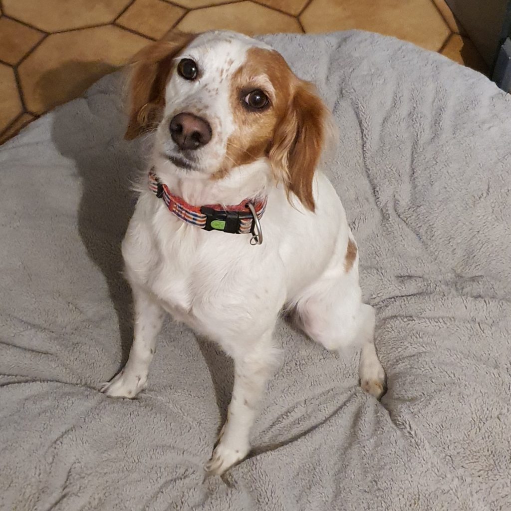 Garde de chiens