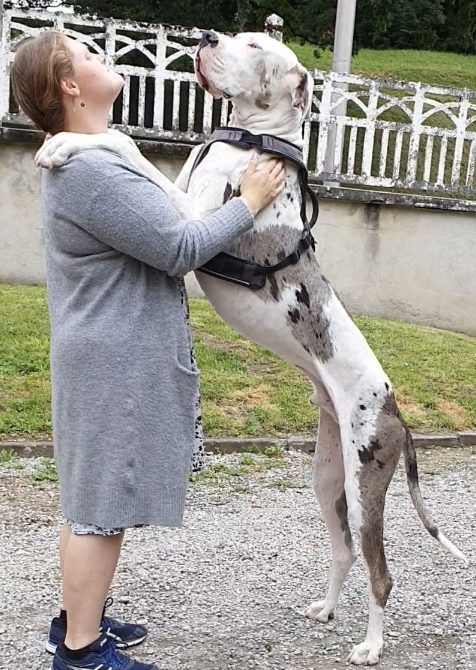 garde familiale de chien