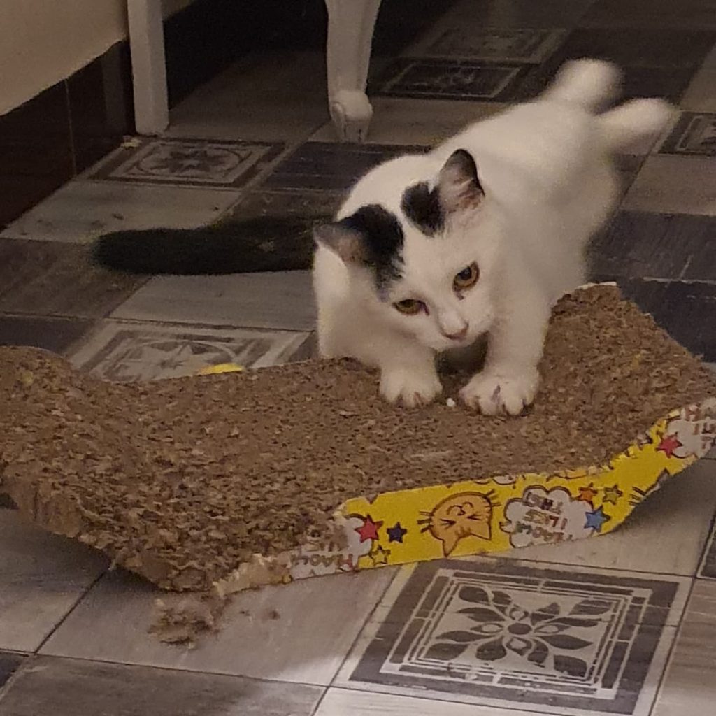 Céleste un chat en garde chez lui avec Partez tranquille 65 by Nat garde d'animaux familiale