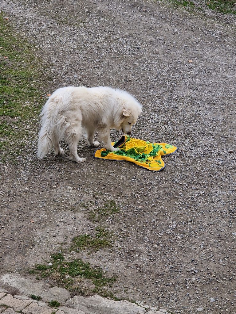 Natacha est également éducateur comportementaliste canin