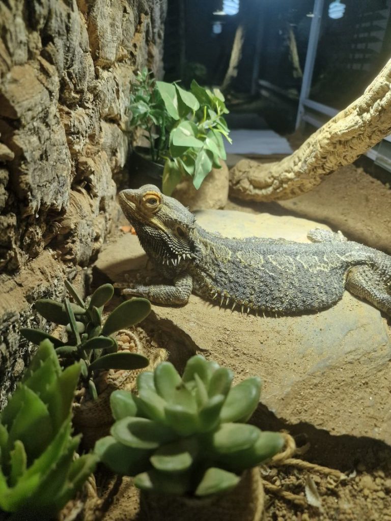 garde d'animaux familiale un pogona a son domicile