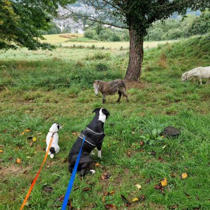 Bonnie et Clyde Une ratier et un croisé de staff qui observent deux poneys pendant leur balade