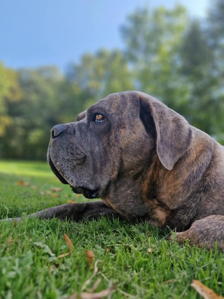 Paco un magnifique Cane corso installé dans l'herbe après la balade