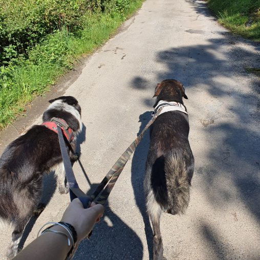 garde d'animaux familiale